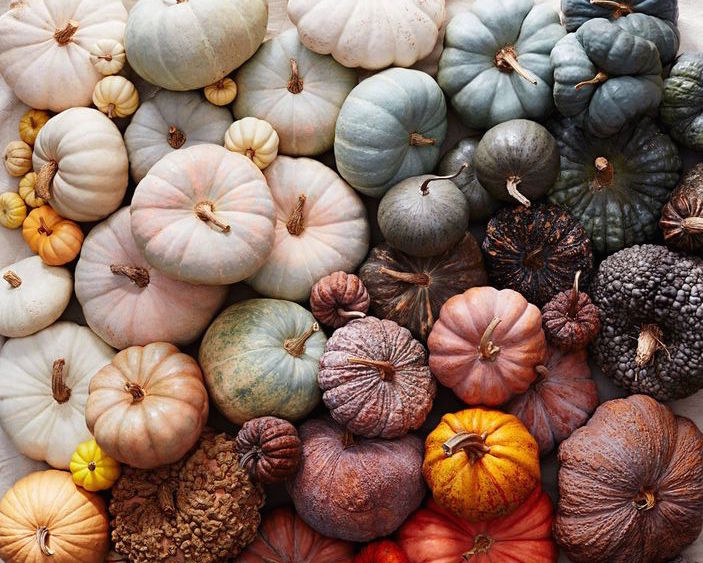 Prolong the Life of Your Pumpkins This Fall in 5 Easy Steps!
