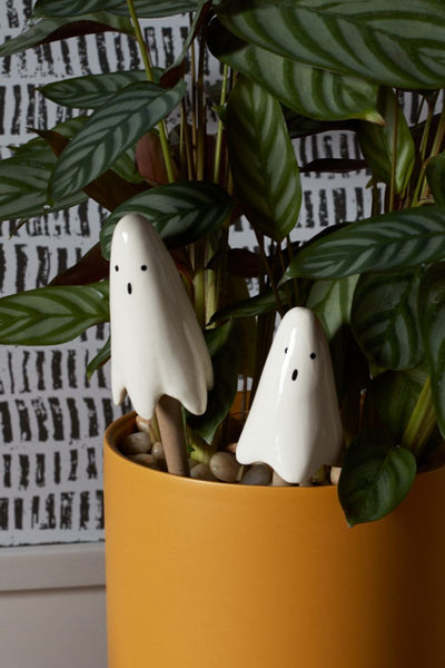 Ghost Plant Sticks